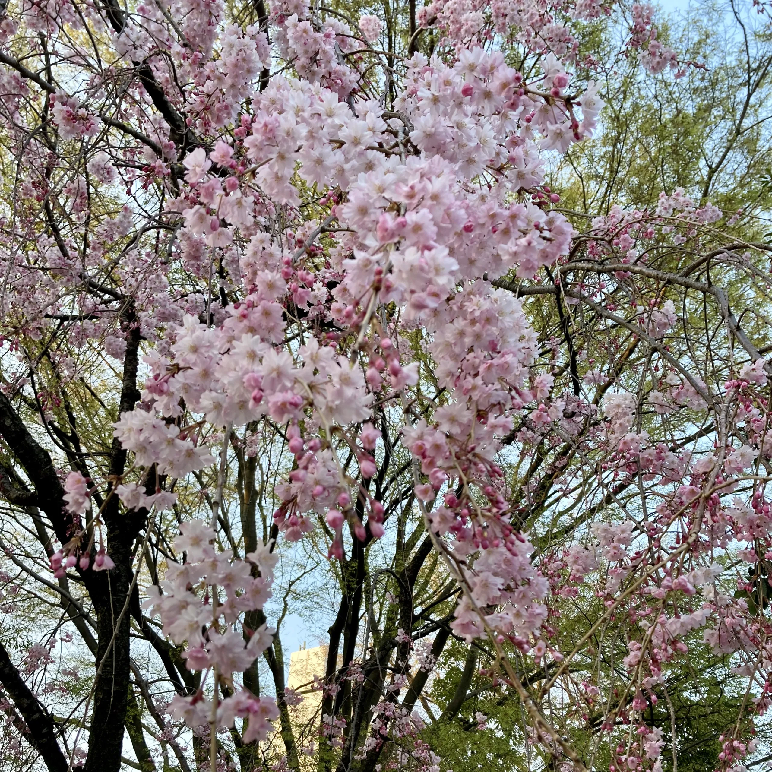 平岡野神社の桜2023年3月30日