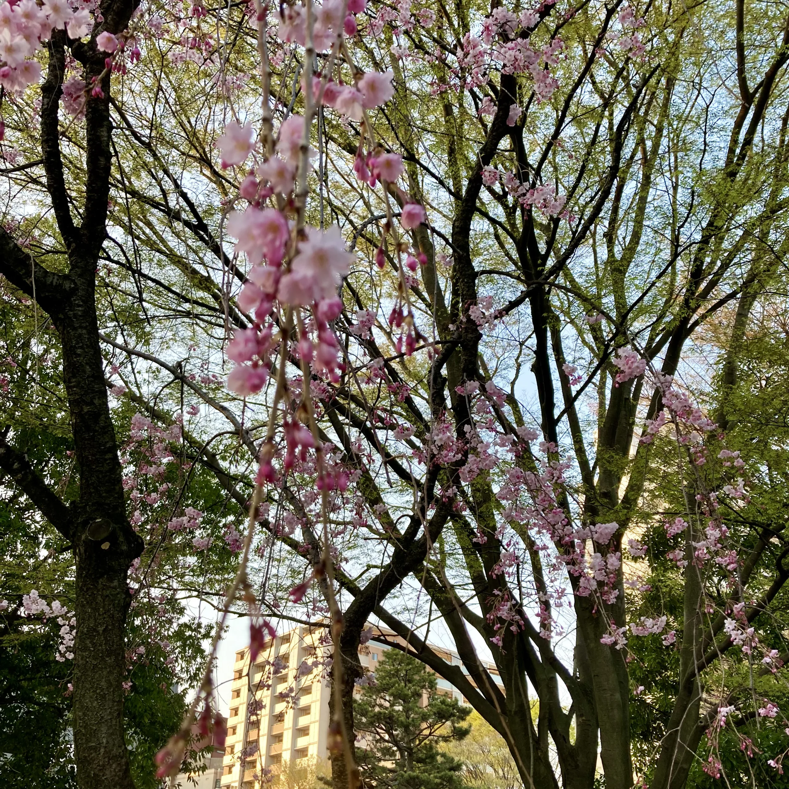 平岡野神社の桜2023年3月30日