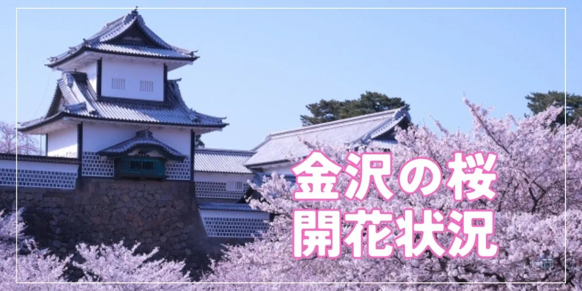 今年の桜 石川県金沢市の桜の開花はいつ？2024年春の開花状況を写真でお知らせ｜更新中